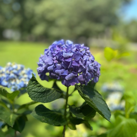 Meet your Posher, Abby - Picture 7 of 12